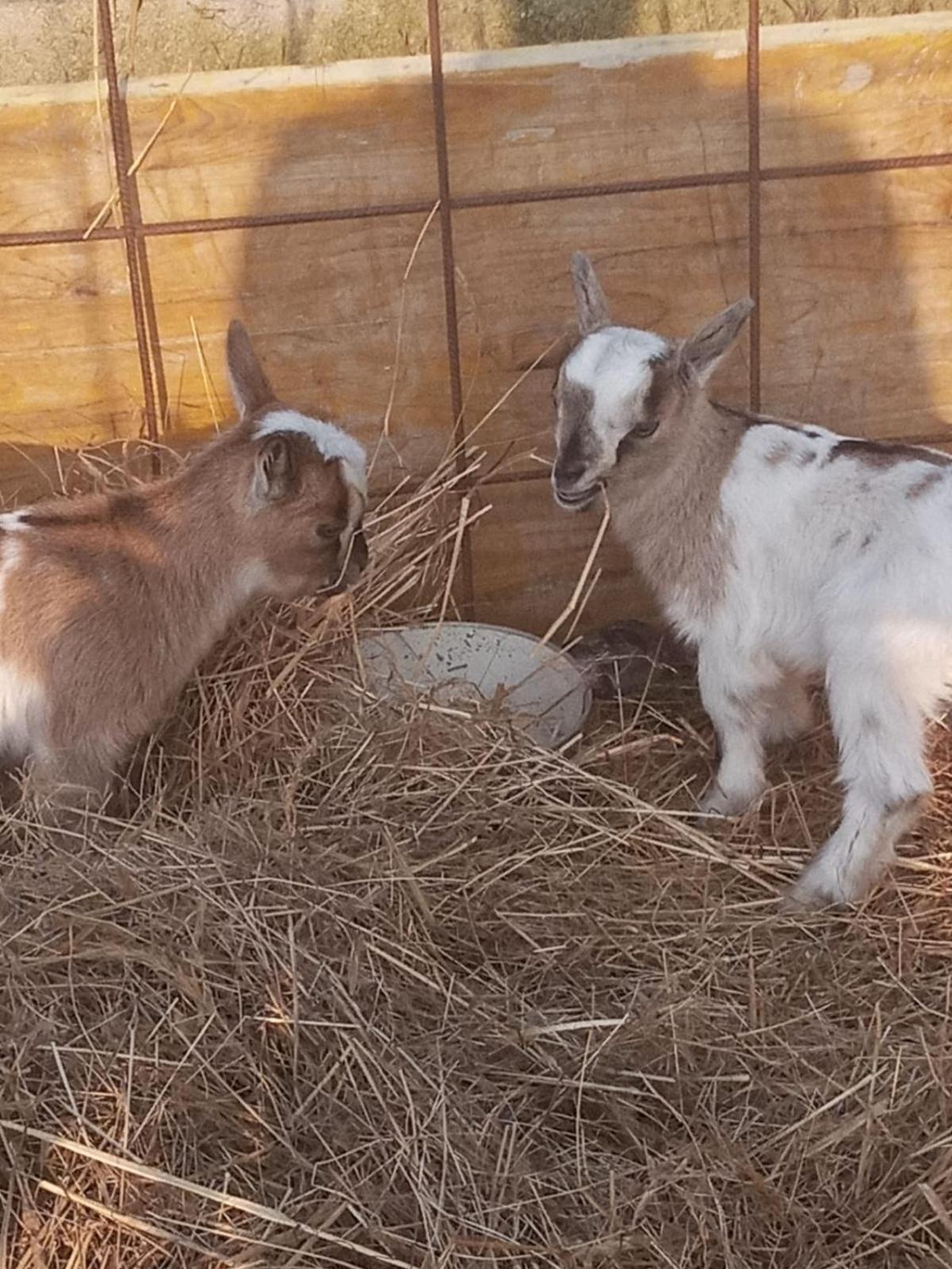 La Caigola Séjour à la ferme *