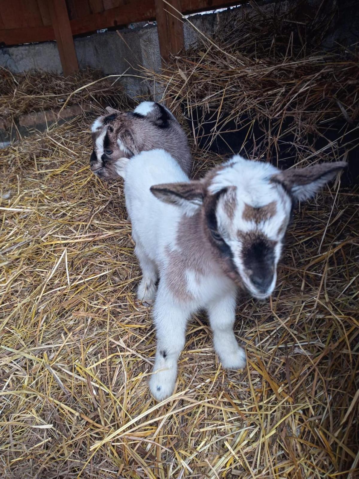 Séjour à la ferme La Caigola *